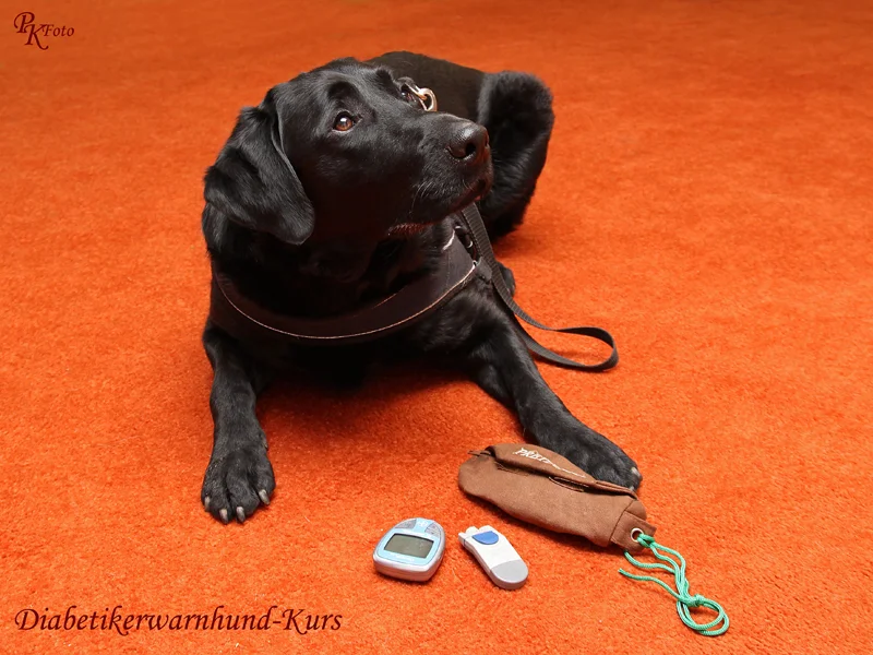 Diabetikerwarnhund