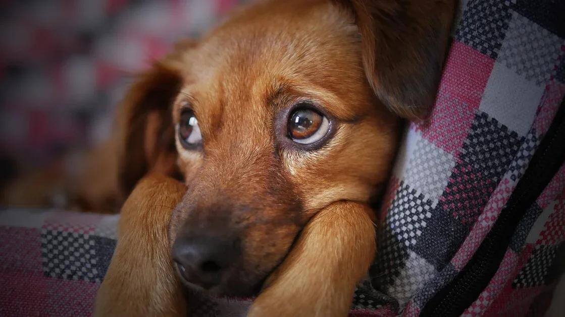 trauriger Hund traurig