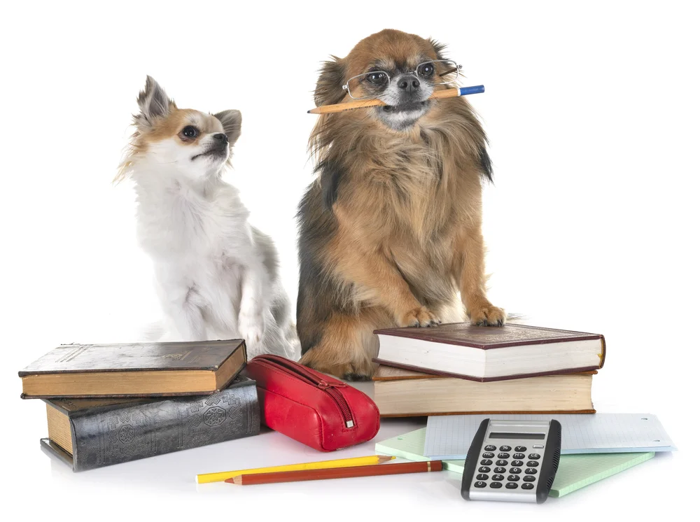Schulhund